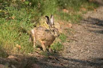 Hare in the woods wildlife wild animals 