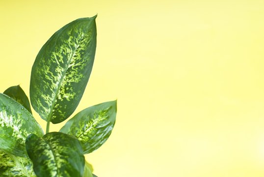 Green Plant On A Yellow Background