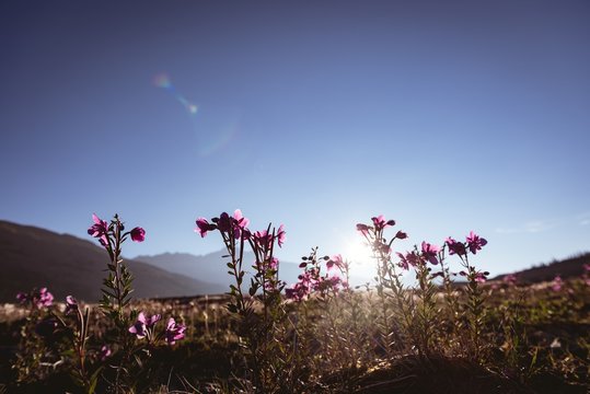 Flowers field in countryside