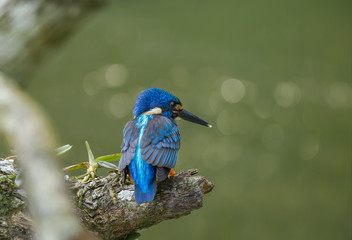Blue-eared Kingfisher (Alcedo meninting) on a branch tree.