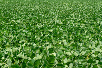 Thick and juicy leaves of green soybean on the farm field. Focus in the center, blur around the edges