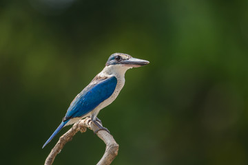 Collared kingfisher, White-collared kingfisher, Mangrove kingfisher ( Todiramphus chloris) on a branch with a green backdrop.