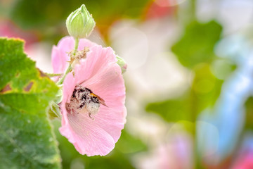 bourdon,se roulant dans le pollen
