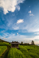 Fototapeta na wymiar cottage center rice field