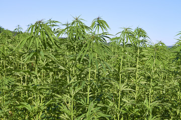 Field of young green medical cannabis.