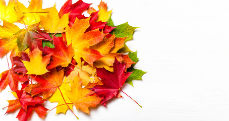 Autumn leaves on white Background, flat lay. Heap of Colorful Marple leaves, studio image