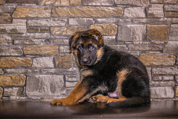 Jack the puppy