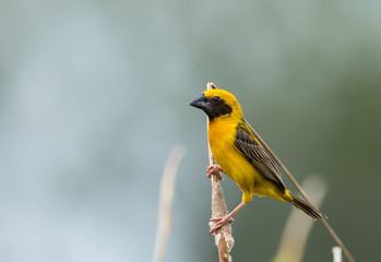 Asian Golden Weaver (male) on the branch in park of Thailand.