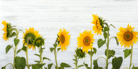 Panoramic view of yellow young sunflowers and green buds against a white  wooden wall