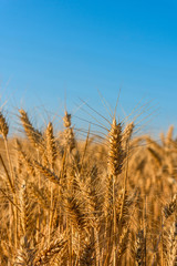 Beautiful wheat field with blue sky.