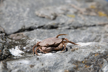 Krabbe an der walisischen Küste