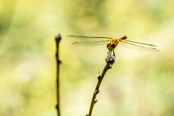 dragonfly close-up on a branch