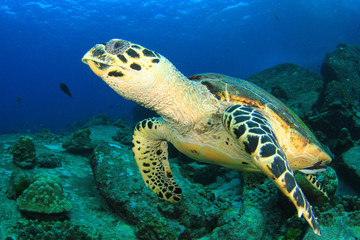 Naklejka na ściany i meble Hawksbill Sea Turtle 