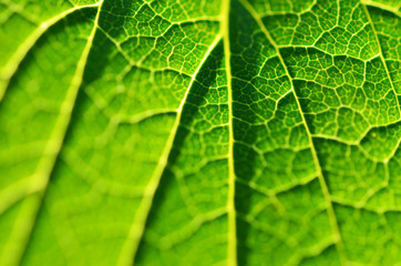 Close-up of leaf, green leaf in the garden. Macro of green leaf in forest. Texture of leaf. Currant leaves.