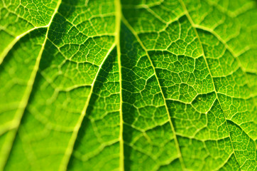 Close-up of leaf, green leaf in the garden. Macro of green leaf in forest. Texture of leaf. Currant leaves.