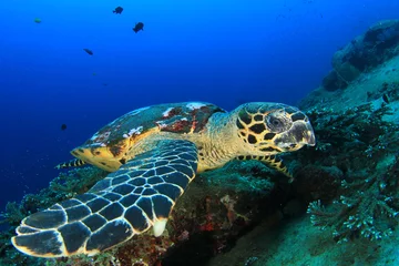Photo sur Plexiglas Tortue Hawksbill Sea Turtle 