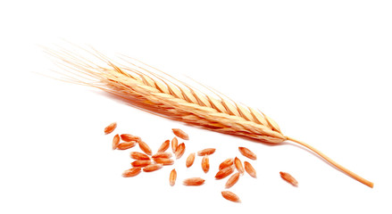 Wheat ears corn isolated on a white background