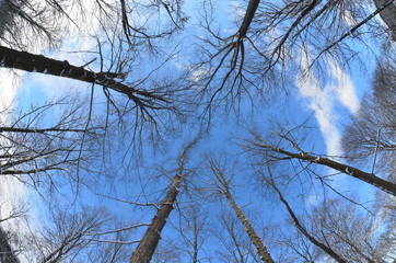Ground to sky view of trees in winter against blue sky. Forest in winter.