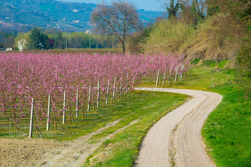 Fruit trees in blossom with pink flowers