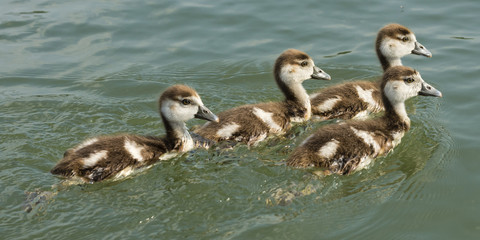 Junge Nilgänse 