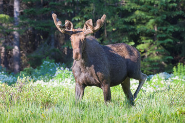 Shiras Moose of The Colorado Rocky Mountains