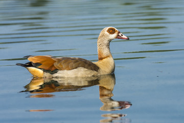 Schwimmende Nilgans