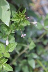 Fototapeta na wymiar small flower in nature close up