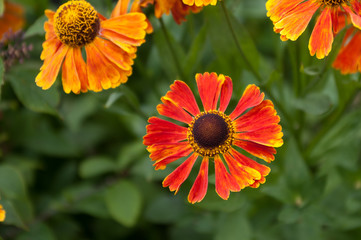 Helenium Waltraut