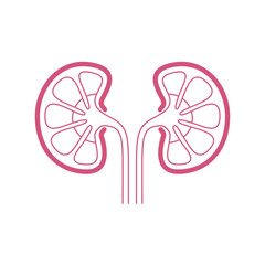 Kidneys human organ icon. Sign human kidneys. Kidneys symbol isolated on white background. Vector illustration
