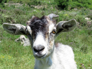 Goat grazing on a mountain meadow. Funny curious goat on a pasture, close-up