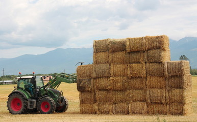 Hay tractor stacking hay bales on a big pile