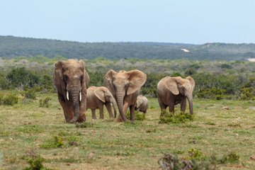 Elephants standing and scratching in the ground
