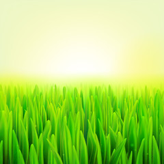 Fototapeta na wymiar Stock vector illustration realistic macro grass. Summer and spring background. eps10