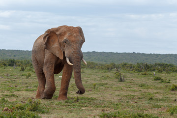 Fototapeta na wymiar Elephant having a scroll walk