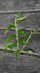 Cut Leaf Water Horehound