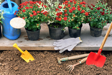 Red chrysanthemum and hakuro nishiki bushes in pots standing on wooden board ready to plant