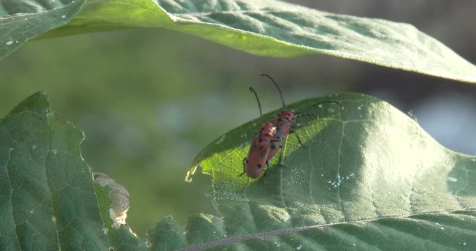 Firebugs Mating On A Leaf