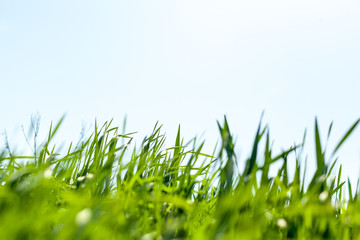 Fresh green spring grass in the morning background