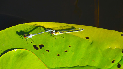 Dragonfly on the Lily pad.