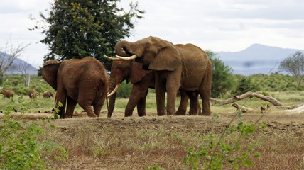 Fototapeta premium elephants of kenya