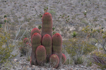 Ferocactus stainesii