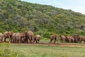 Naklejka na ściany i meble Groups of Elephants gathering together at the dam
