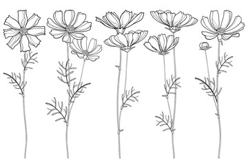 Vector set with outline Cosmos or Cosmea flower bunch, ornate leaf and buds in black isolated on white background. Contour blooming Cosmos plant for summer design and coloring book.