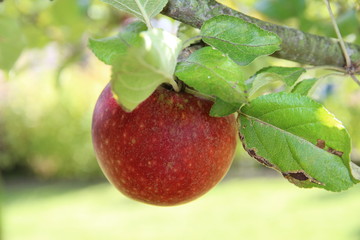 Roter Apfel hängt am Apfelbaum