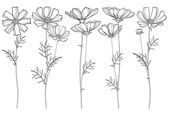 Vector set with outline Cosmos or Cosmea flower bunch, ornate leaf and buds in black isolated on white background. Contour blooming Cosmos plant for summer design and coloring book.