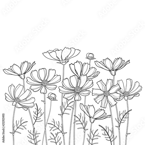 Download 42+ Cosmos Flowers Coloring Pages PNG PDF File