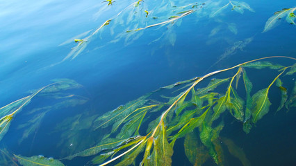 Fototapeta na wymiar Algae in the river.Beautiful view.