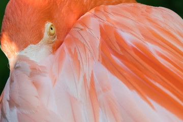 Flamingo head, close-up