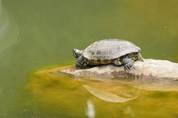 Черепаха на камне