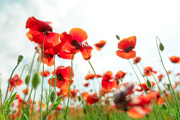 red poppy flowers in a field background